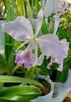 Cattleya labiata var. caerulescens(Seidel)